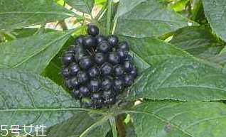 刺五加的营养价值及功效,刺五加的营养价值