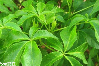 刺五加的最佳搭配,刺五加不能和什么配伍