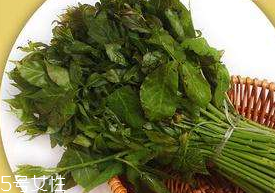 刺五加能凉拌吗,凉拌刺五加的家常做法