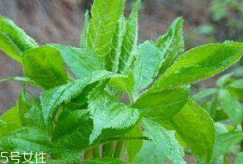 刺五加是中药吗,刺五加是中药吗能治什么病