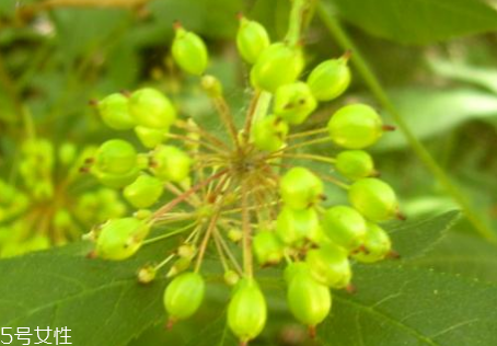 刺五加的鉴别方法,刺五加的鉴别 刺五加的鉴别方法,刺五加的鉴别