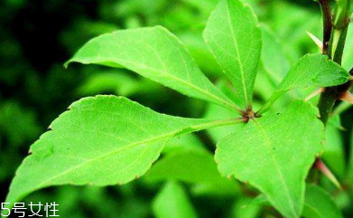 刺五加怎么炒鸡蛋,刺五加炒鸡蛋怎么做