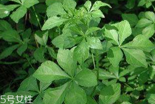 刺五加的副作用有哪些,刺五加的副作用及禁忌