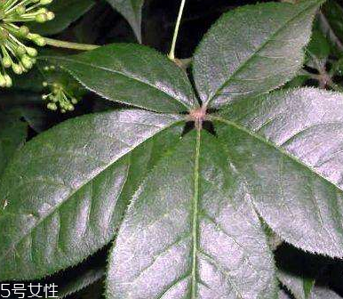 刺五加有刺吗,刺五加什么