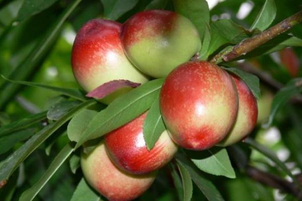 吃核桃油拉肚子什么原因,吃桃拉肚子是什么原因 吃核桃油拉肚子什么原因,吃桃拉肚子是什么原因