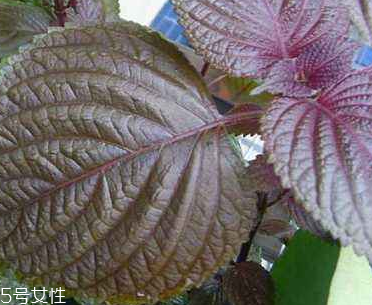 紫苏叶怎么清洗,干的紫苏叶怎么用