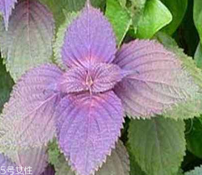 新鲜紫苏叶怎么保存,紫苏叶怎么保存能时间长一些