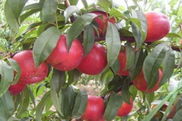 孕妇吃油桃的好处,孕妇吃油桃对胎儿好吗