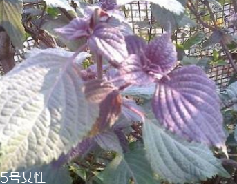 紫苏叶可以泡脚吗,紫苏叶子泡脚有什么好?