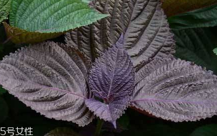 紫苏叶的药理作用,紫苏叶的现代药理作用