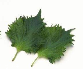 紫苏叶能减肥吗,紫苏开花后还长叶吗