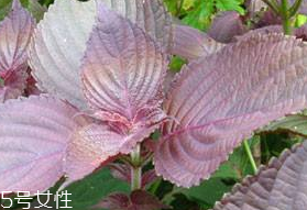 紫苏叶的性状,紫苏叶生长在什么地方