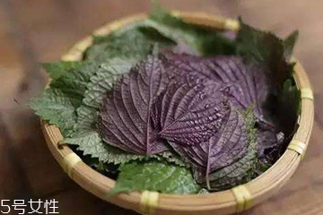 紫苏叶吃了会腹泻吗,紫苏是不是吃了会拉肚子