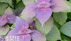 紫苏子的功效,紫苏叶怎么吃最好