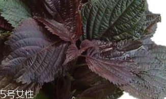 凉拌紫苏叶用焯水吗,凉拌紫苏叶的做法