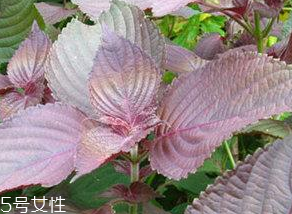 肠胃感冒应该注意什么,女生感冒应该注意什么