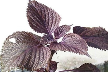 紫苏叶和紫苏梗的区别,紫苏是指紫苏叶还是紫苏梗