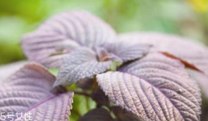 紫苏叶和薄荷叶的区别,紫苏叶和薄荷叶一起泡水喝