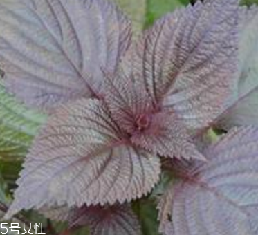 紫苏叶怎么清洗,干的紫苏叶怎么用