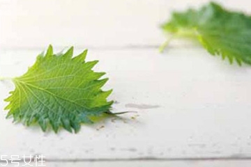 紫苏叶的药用价值,紫苏叶的营养价值和药用价值