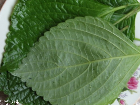 紫苏叶的种植方法,紫苏的种植方法