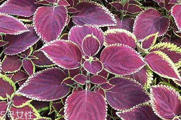 芹菜有草酸吗要过水吗,芹菜有草酸吗要焯水吗