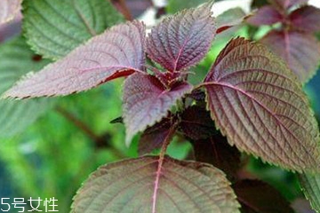 紫苏叶有什么好处,吃紫苏叶有什么好处和坏处 紫苏叶有什么好处,吃紫苏叶有什么好处和坏处