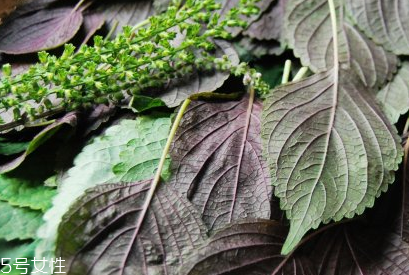 紫苏叶怎么腌制,韩式腌紫苏叶