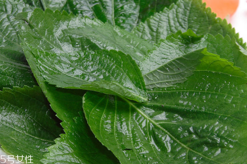 新鲜紫苏叶怎么保存,紫苏叶怎么保存能时间长一些