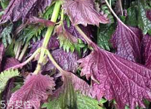 紫苏叶能治病吗,紫苏叶治什么病