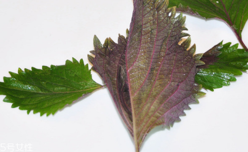 紫苏叶的栽培技术,紫苏叶的种植方法 紫苏叶的栽培技术,紫苏叶的种植方法