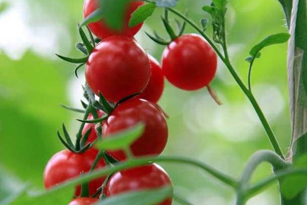 吃圣女果会上火吗?,圣女果吃了上火还是降火 吃圣女果会上火吗?,圣女果吃了上火还是降火