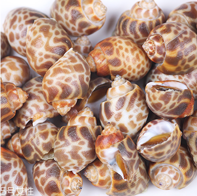 海螺怎么养活的时间长,海螺怎么做好吃?