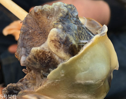 海螺怎么养活的时间长,海螺怎么做好吃?