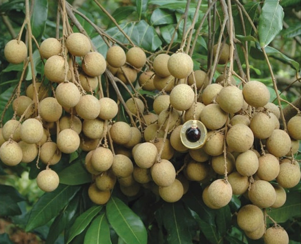 龙眼品种有哪些?,龙眼的品种有哪些及哪个品种最好 龙眼品种有哪些?,龙眼的品种有哪些及哪个品种最好
