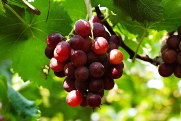 葡萄对心脏有好处吗?,吃葡萄对心脏有好处吗
