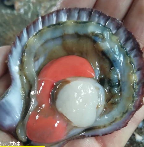 扇贝肉怎么做,扇贝怎么做才好吃 扇贝肉怎么做,扇贝怎么做才好吃