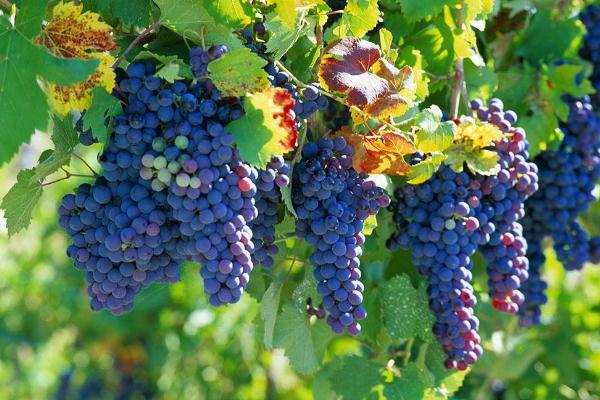 葡萄对眼睛有什么好处吗,吃葡萄对眼睛有什么好处