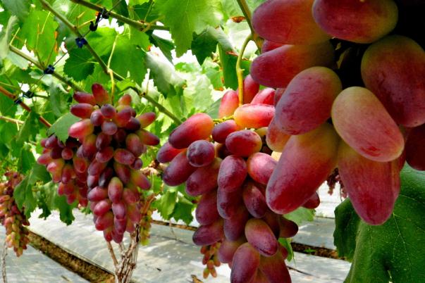 吃葡萄有助于排便吗,吃葡萄通便吗 吃葡萄有助于排便吗,吃葡萄通便吗