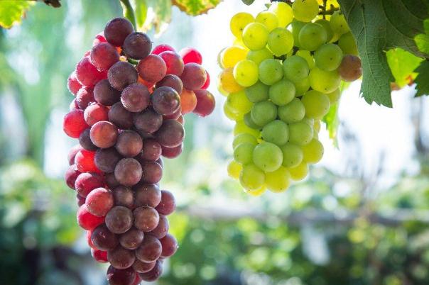 吃葡萄对人有什么好处,葡萄能减肥吗