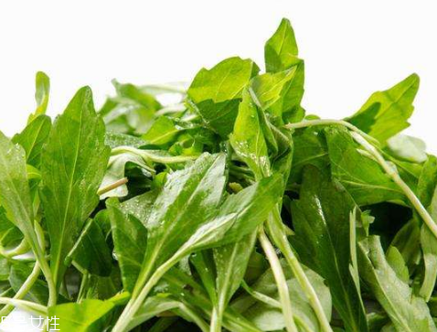 马兰头不适合人群,马兰头的季节