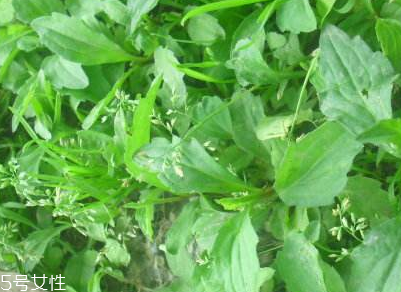 马兰头的好处,马兰头的作用