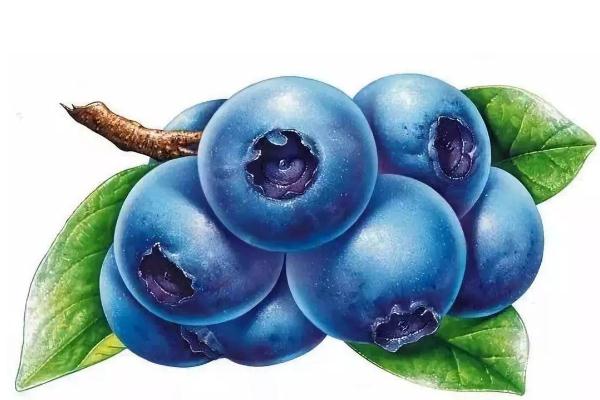 女人吃蓝莓的好处和坏处,多吃蓝莓的好处和坏处