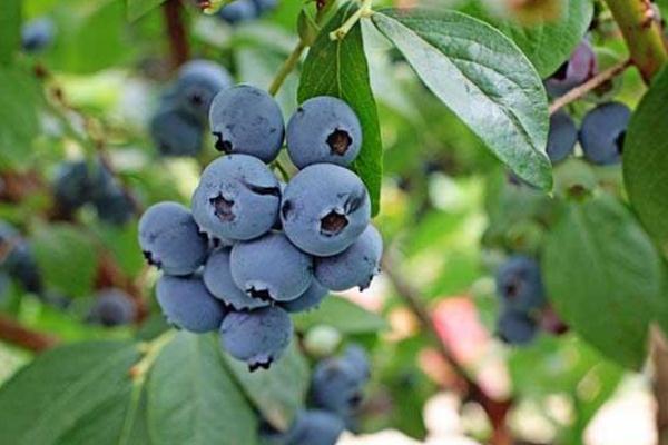 蓝莓可以一天吃一盒吗有什么不好,蓝莓可以一天吃一盒吗