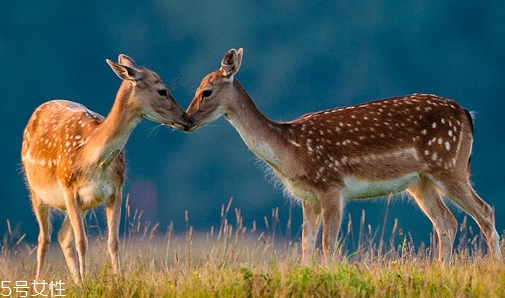 中国吃鹿肉犯法吗,吃鹿肉犯法吗