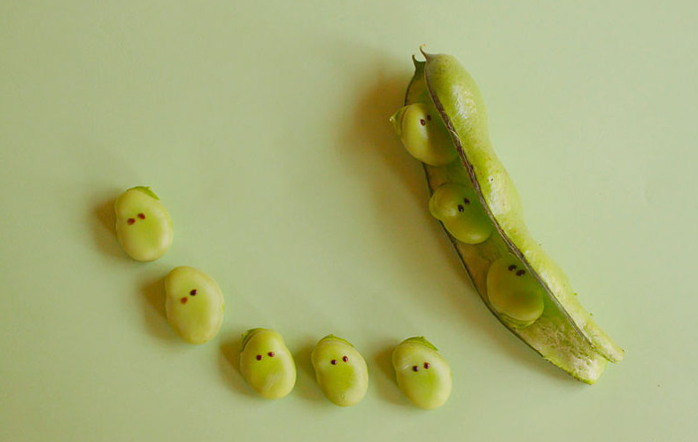 煮熟的蚕豆可以冷冻保存吗,冷冻蚕豆一般生的还是熟的 煮熟的蚕豆可以冷冻保存吗,冷冻蚕豆一般生的还是熟的