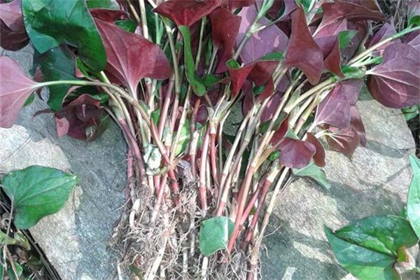 鱼腥草可以治肺结节吗,鱼腥草能治咳嗽吗 鱼腥草可以治肺结节吗,鱼腥草能治咳嗽吗