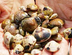 文蛤的副作用,文蛤的功效和作用及禁忌