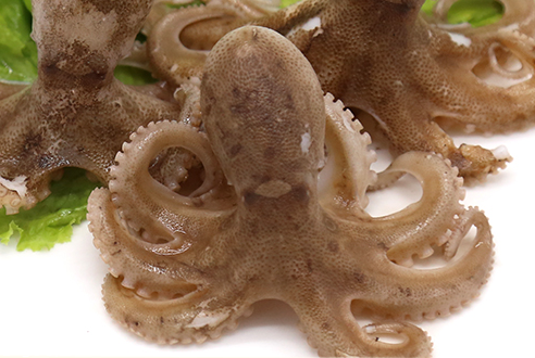 章鱼的墨汁能吃吗食用是否有害,章鱼的墨汁能吃吗