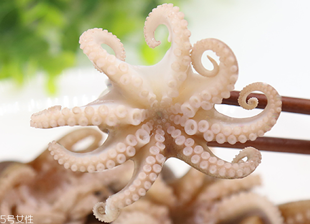 章鱼什么样子,章鱼怎么做好吃 章鱼什么样子,章鱼怎么做好吃